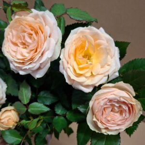 Illatos barack színű rózsa Rosa sp telt virágai közelről