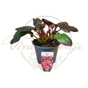 Szívlevelű bőrlevél Bergenia Sakura rózsaszín virágú évelő dísznövény cserepes kiszerelésben