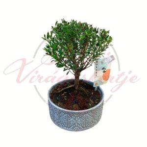 Bonsai fa cserepes mini díszfa dekoratív bonsai tálban