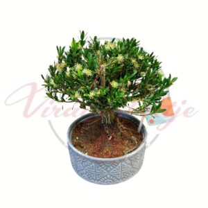 Bonsai fa buxus bonsai cserepes mini díszfa virágzó bonsai tálban