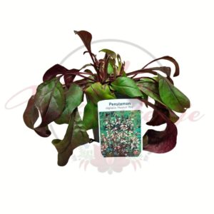 Bordó levelű bugatölcsér Penstemon digitalis Husker Red dísznövény cserépben