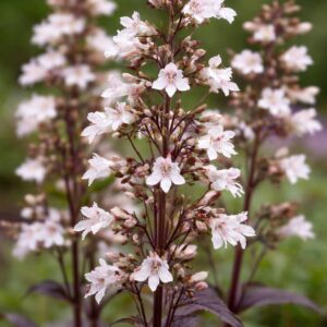 Penstemon digitalis Husker Red bugatölcsér közeli virág részlet fehér virágokkal