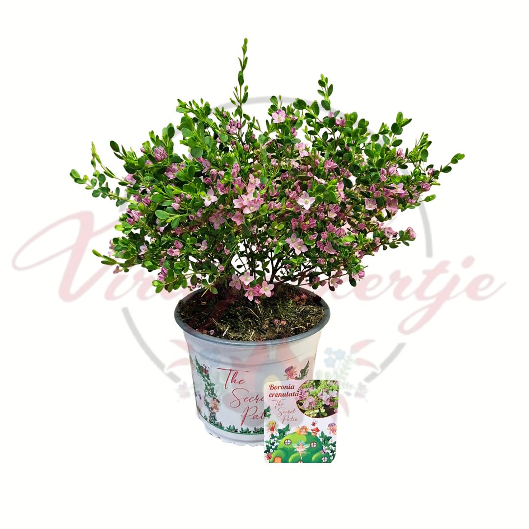 Ánizsborónia – Boronia crenulata