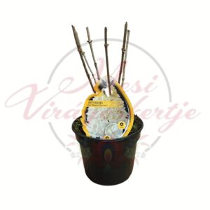 Bugás hortenzia Hydrangea paniculata Magical Summer virágtő cserépben