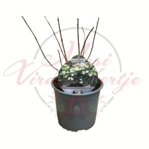 Bugás hortenzia Hydrangea paniculata Prim White virágtő cserépben