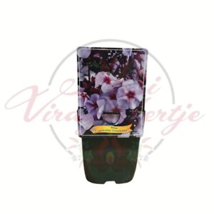 Bugás lángvirág Phlox paniculata Swizzle Blue cserepes évelő növény