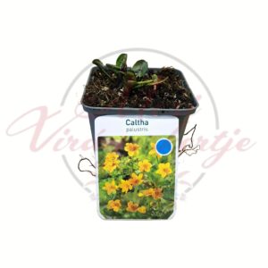 Mocsári gólyahír Caltha palustris sárga virágú vízparti évelő növény cserepes kiszerelésben