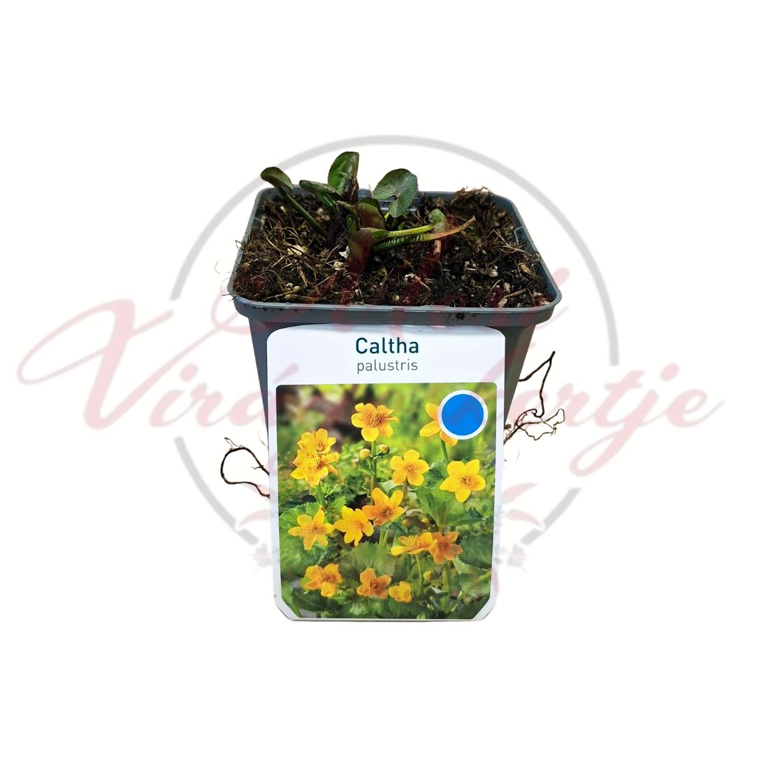Mocsári gólyahír Caltha palustris sárga virágú vízparti évelő növény cserepes kiszerelésben