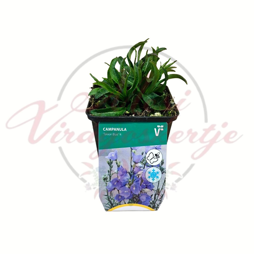Harangvirág Campanula Takion Blue cserepes kék virágú évelő dísznövény