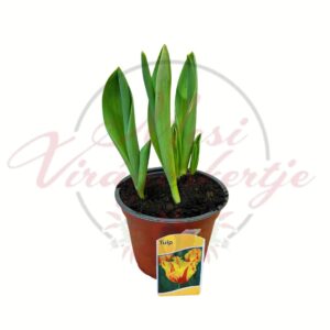 Cirmos tulipán Tulipa cserepes tavaszi hagymás növény fiatal levelekkel