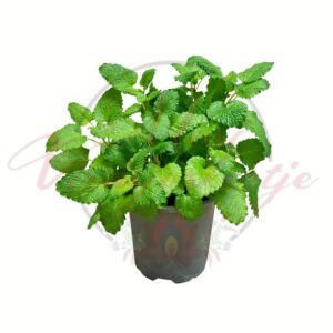 Citromfű Melissa officinalis cserepes fűszernövény friss zöld levelekkel