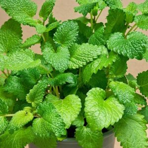 Citromfű Melissa officinalis friss zöld levelek közelről