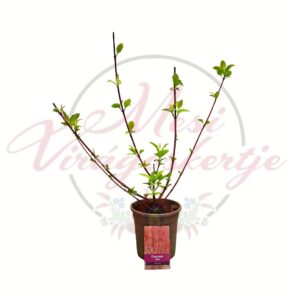 Fehér som Cornus alba zöldlevelű nagy méretű díszcserje cserépben