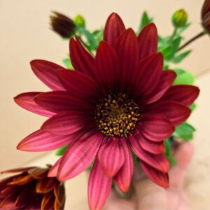 Cseppecske Osteospermum ecklonis bordó virág közelről