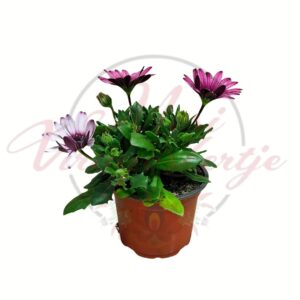 Cseppecske Osteospermum ecklonis színmix virágzó dísznövény cserépben