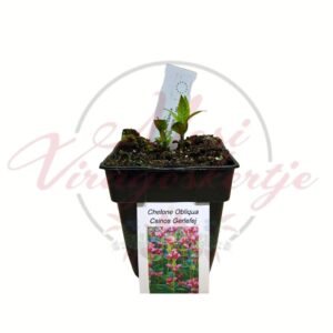 Csinos gerlefej Chelone obliqua cserepes évelő növény fiatal hajtásokkal