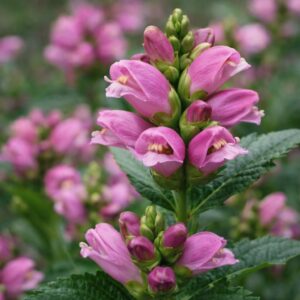 Csinos gerlefej Chelone obliqua rózsaszín virág közelről virágzó évelő növény