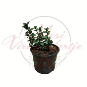 Csokimenta Mentha cserepes fűszernövény friss zöld levelekkel