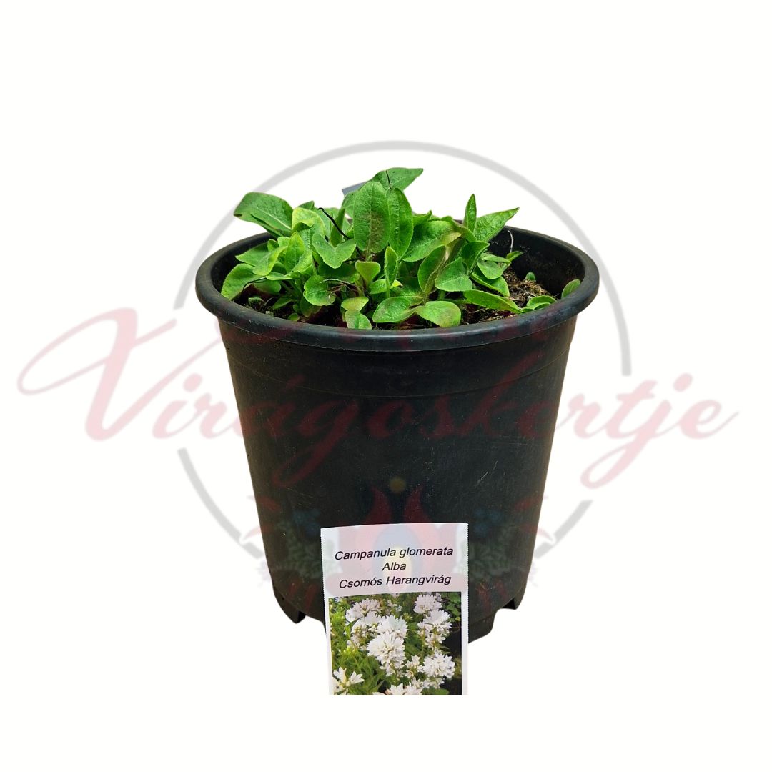 Csomós harangvirág Campanula glomerata Alba cserepes évelő növény