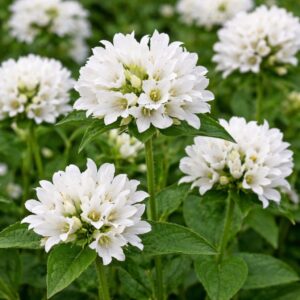 Csomós harangvirág Campanula glomerata Alba fehér virágok közelről