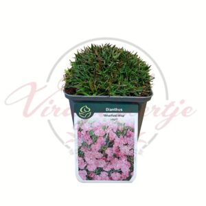 Pünkösdi szegfű Dianthus Whatfield Wisp rózsaszín virágú évelő sziklakerti növény cserépben