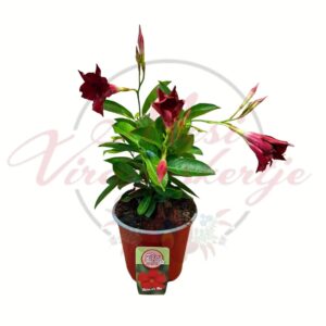 Tölcsérjázmin Dipladenia Rio Deep Red piros virágú cserepes dísznövény