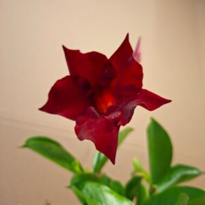 Tölcsérjázmin Dipladenia Rio Deep Red piros virág közelről