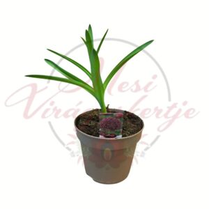 Díszhagyma Allium cserepes hagymás dísznövény lila gömbvirággal