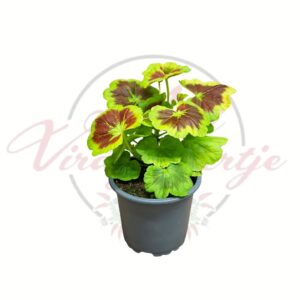 Tarka levelű muskátli kerek levelekkel Pelargonium hortorum cserépben