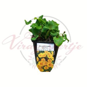 Keleti zergevirág Little Leo Doronicum orientale sárga virágú tavaszi évelő dísznövény cserépben