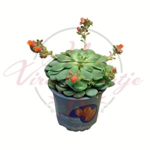 Echevéria virágzó pozsgás, Echeveria sp. narancssárga virágokkal cserépben