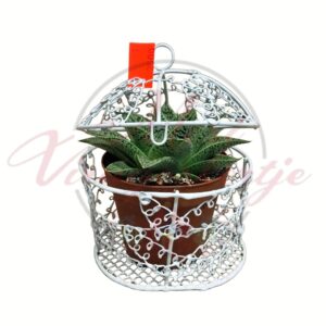 Echeveria pozsgás dísznövény kalitkás kaspóban nagyobb méret