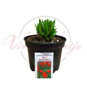 Égő szerelem Lychnis chalcedonica Red cserepes évelő növény