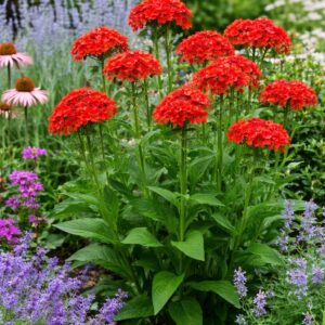Égő szerelem Lychnis chalcedonica Red virágzó növény kertben növénytársakkal
