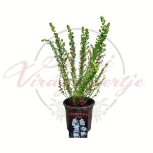 Éklevelű mirtuszmenta Prostanthera cuneata cserepes dísznövény