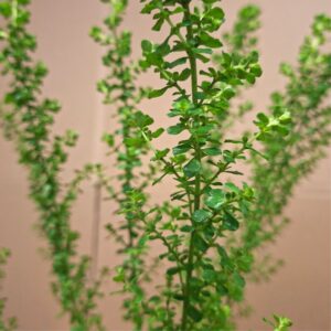 Éklevelű mirtuszmenta Prostanthera cuneata levelek közeli képen