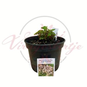 Erdei tündérfürt Aruncus Guinea Fowl fiatal évelő növény cserépben