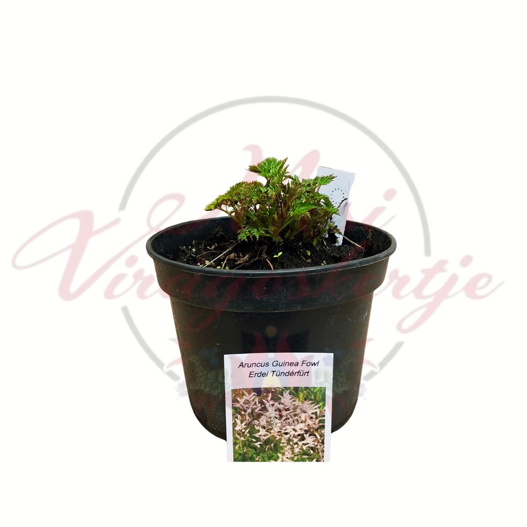 Erdei tündérfürt Aruncus Guinea Fowl fiatal évelő növény cserépben