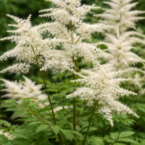 Erdei tündérfürt Aruncus Guinea Fowl fehér virág közelről