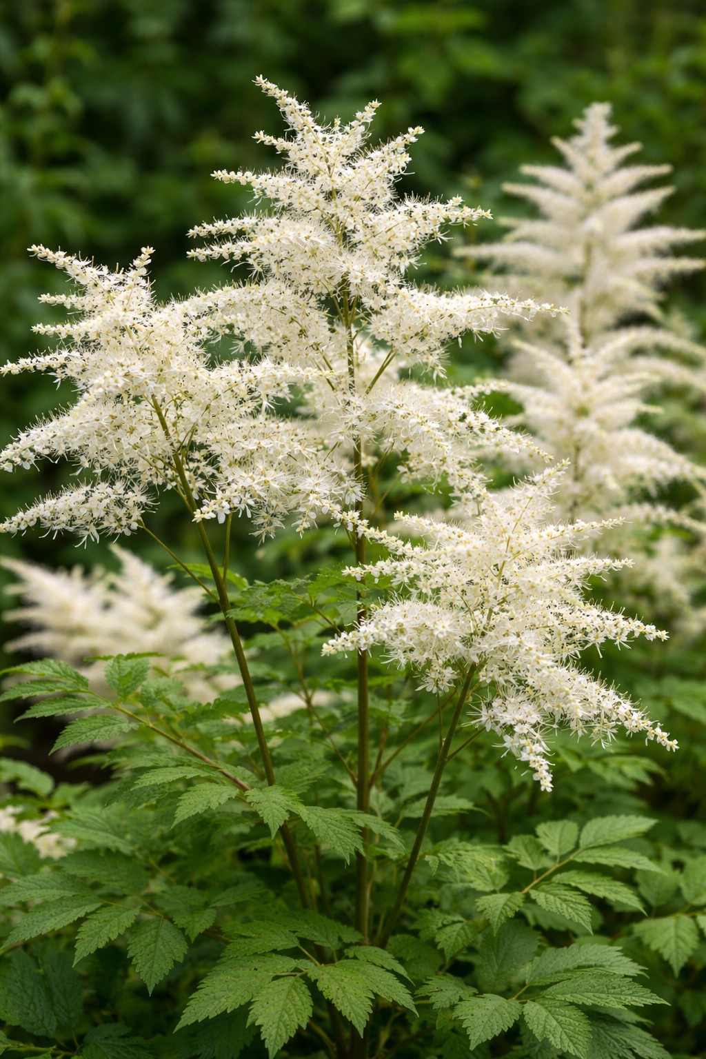 Erdei tündérfürt Aruncus Guinea Fowl fehér virág közelről