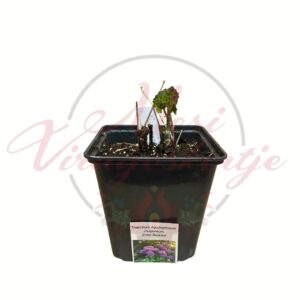 Erdei borkóró Thalictrum aquilegiifolium Purpureum fiatal növény cserépben