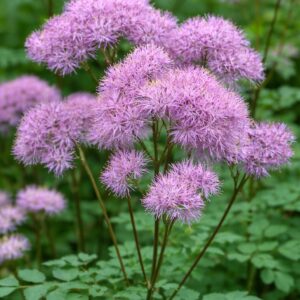 Erdei borkóró Thalictrum aquilegiifolium Purpureum lila virág közelről
