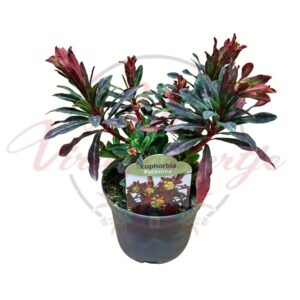 Mandulalevelű kutyatej 'Purpurea' (Euphorbia amygdaloides) lila levelű évelő dísznövény cserépben