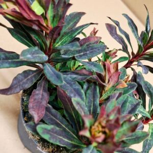 Euphorbia amygdaloides 'Purpurea' bordó-lila levelei közeli nézetben