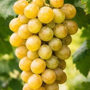 Fehér csemegeszőlő Vroege van der Laan érett aranysárga fürt