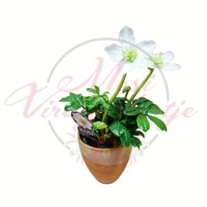 Fehér hunyor (Helleborus niger) fehér virágú télálló évelő kaspóban