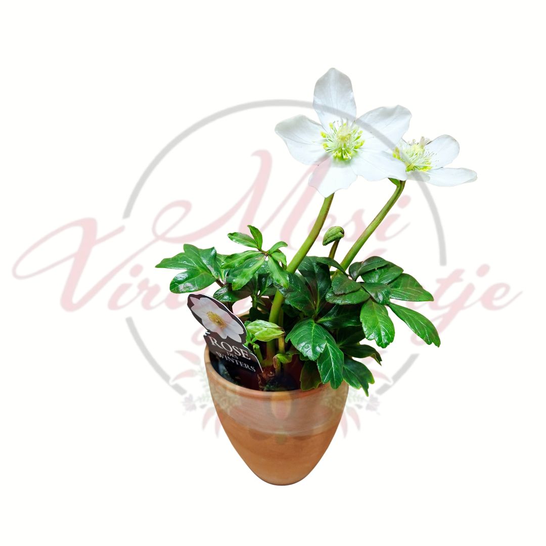 Fehér hunyor (Helleborus niger) fehér virágú télálló évelő kaspóban