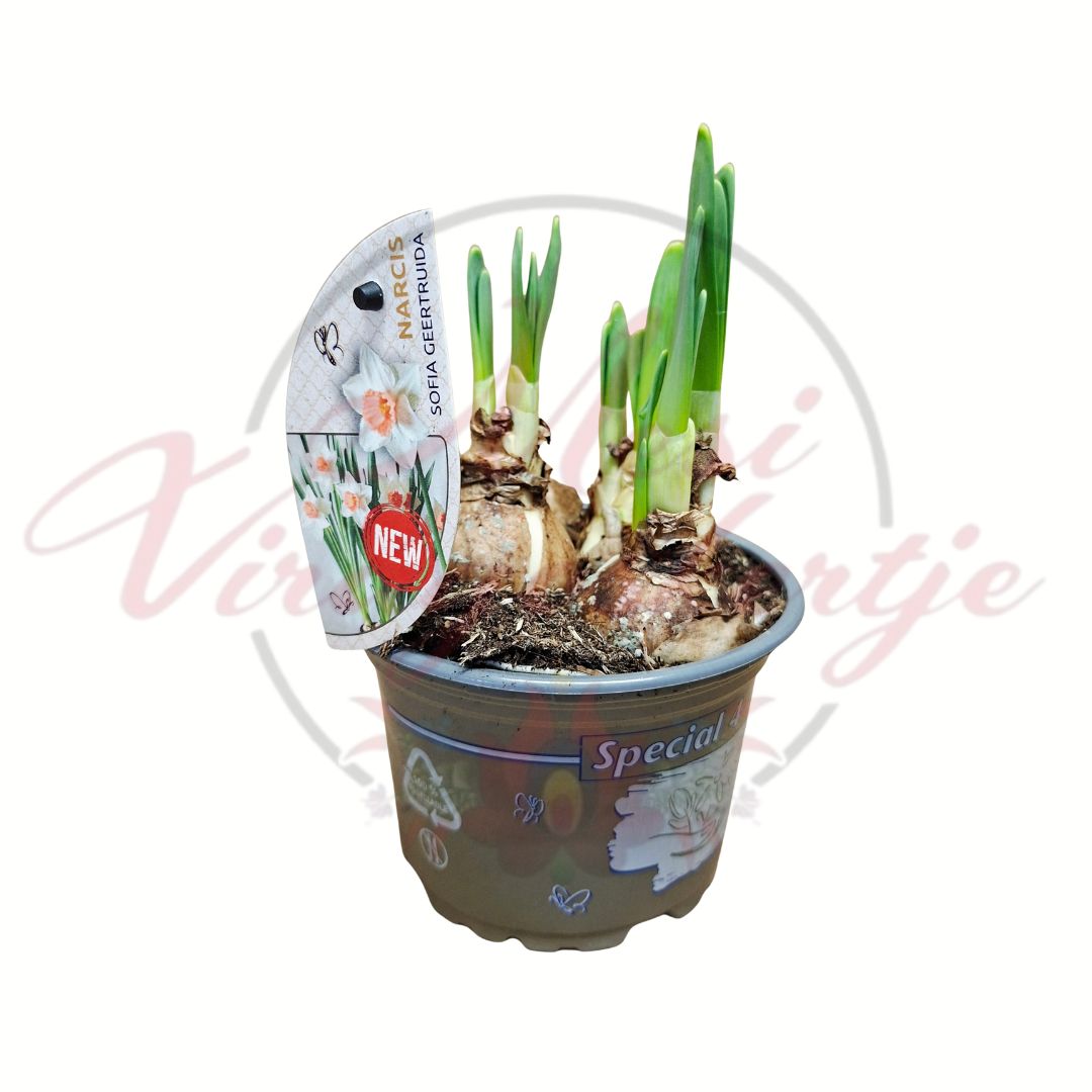 Cserepes nárcisz - Narcissus Sofia Geertruida hajtatott hagymás növény