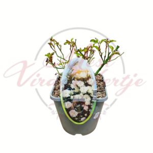 Színes rózsatő válogatás fehér rózsa Rosa sp cserepes rózsatő