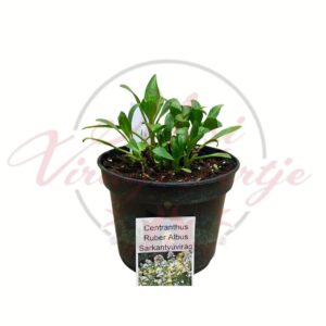 Fehér sarkantyúvirág Centranthus ruber Albus évelő növény cserépben fiatal hajtásokkal